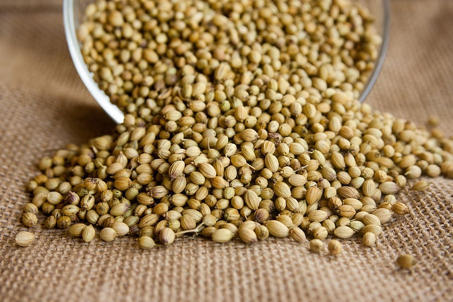 Coriander_Seeds_1